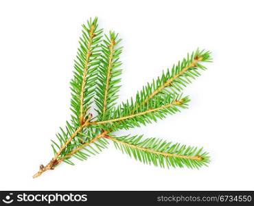 Fir tree branch isolated on white background. Fir tree branch