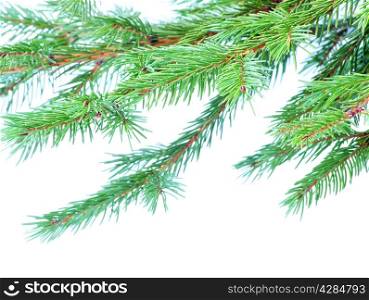 fir tree branches christmas decoration on white