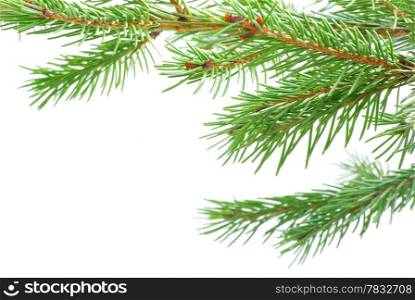fir tree branches christmas decoration on white