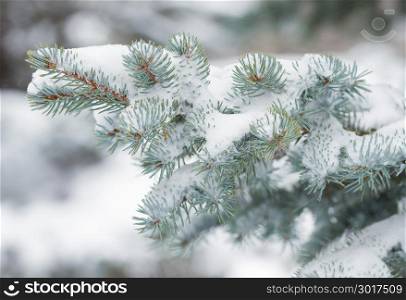 Fir tree branches covered with snow in winter