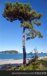Fir tree on Hahei beach