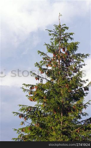Fir tree top with cones on overcast sky background