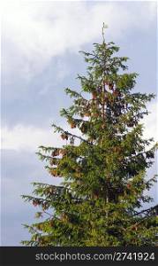 Fir tree top with cones on overcast sky background
