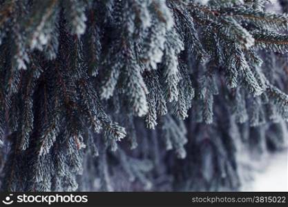 Fir tree with natural frost.