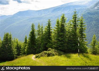 Fir trees in the mountains