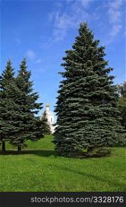 fir trees in town park