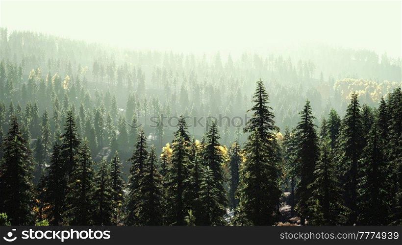 fir trees on meadow between hillsides with conifer forest in fog