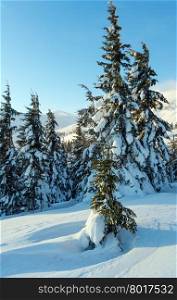 Fir trees on morning winter mountain slope (Carpathian).
