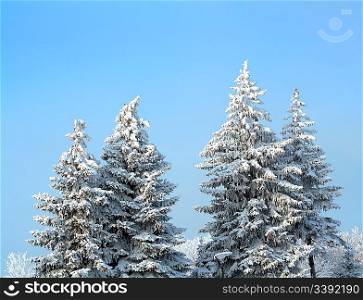 fir trees with snow on branches under blue sky