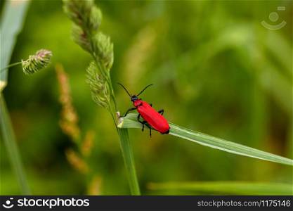 Fire beetle on a blade of grass, macro. Fire beetle