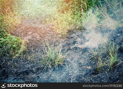 Fire burns grass on field with smoke from wildfire in the summer