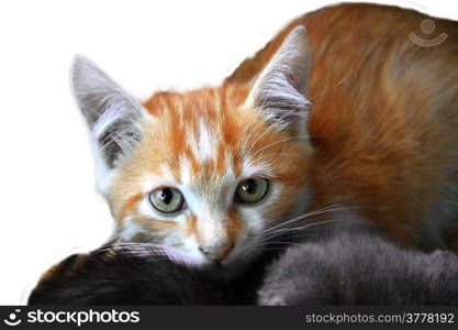 Fire colors kitten isolated on the white background