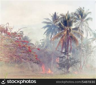 fire in the jungle forest.Thailand