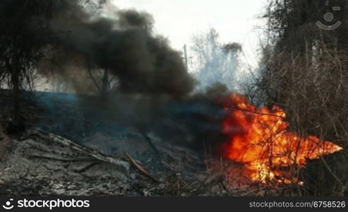 Fire on the roadside, burning trees and a car tire