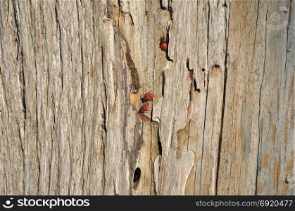 Firebug insects sheltering in tree trunk bark cleft. Wood background texture and red bugs.