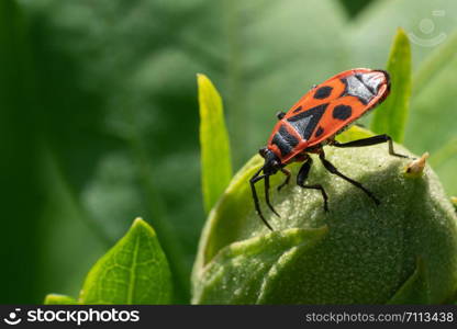 Firebug (Pyrrhocoris apterus), vermin in the gardens