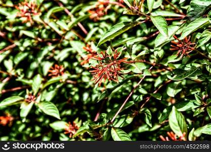 Firebush Or Hummingbird Bush (Hamelia Patens) Flower