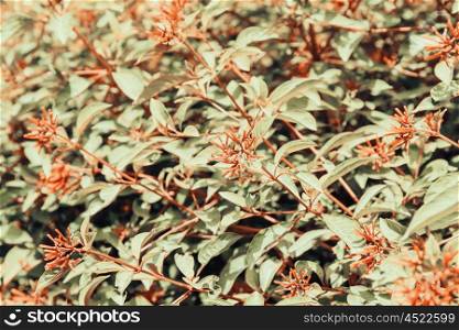 Firebush Or Hummingbird Bush (Hamelia Patens) Flower