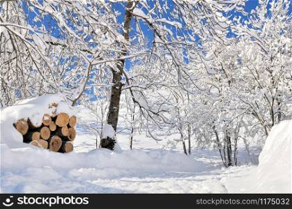 firewood and branches of trees covered with snow
