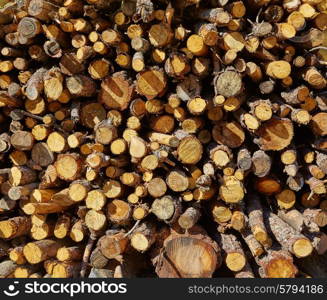 Firewood fire wood pattern texture in Spain forest