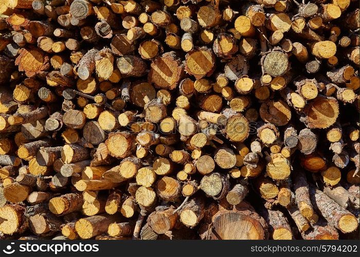 Firewood fire wood pattern texture in Spain forest