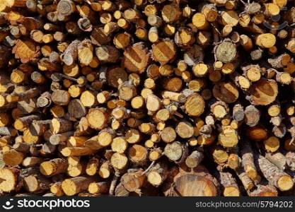 Firewood fire wood pattern texture in Spain forest