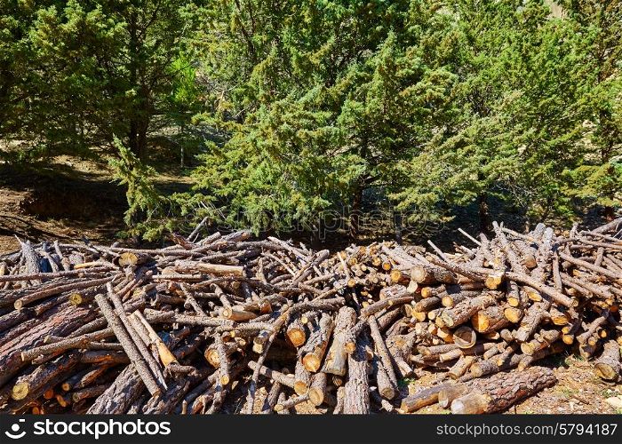 Firewood fire wook pattern texture in Spain forest