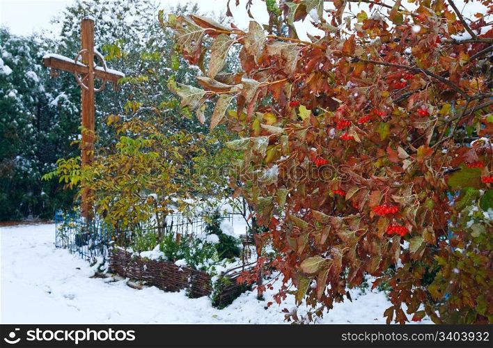 First autumn snow on viburnum bush and Christianity cross behind