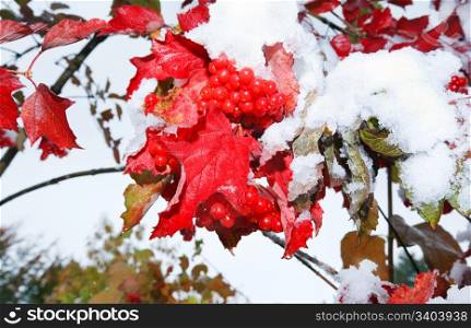 First autumn snow on viburnum bush with red berryes bunchs.
