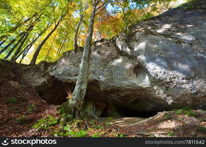 First autumn yellow foliage in beech forest