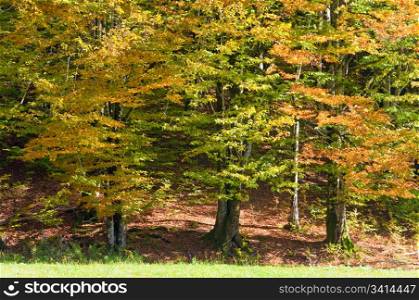 First autumn yellow foliage in sunny beech forest