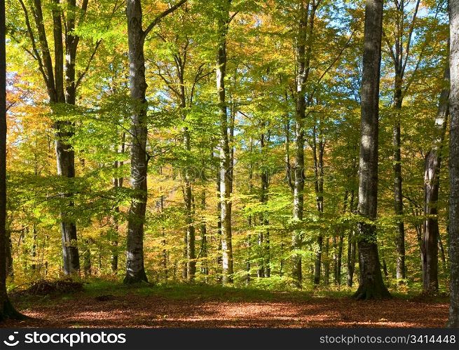 First autumn yellow foliage in sunny beech forest