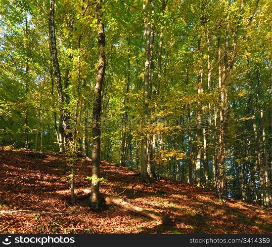 First autumn yellow foliage in sunny mountain beech forest