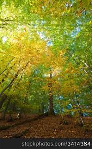First autumn yellow foliage in sunny mountain beech forest