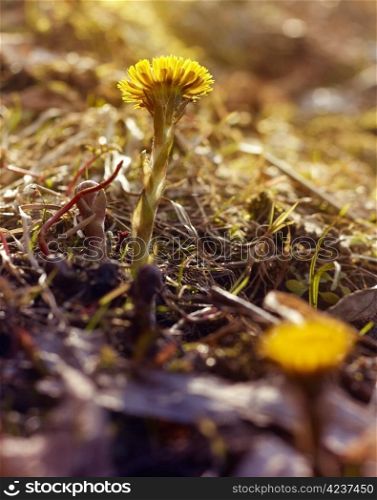 First coltsfoot flower in spring sunrays.