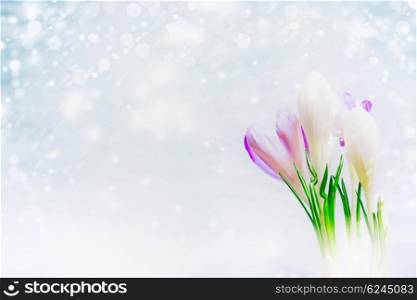 First Crocuses flowers on light background with snow drawn, side view. Spring nature background