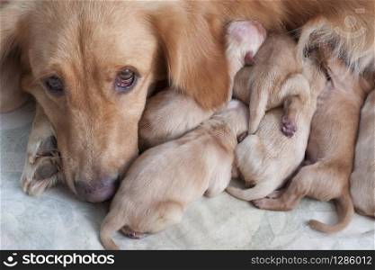 first day of golden retriever puppies and mom