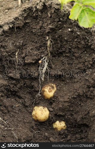 First early potatoes (swift) and tubers shown as a cross section through earth.