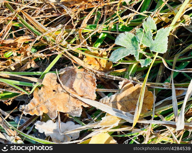 first frost on leaf litter in autumn forest