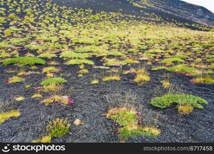 first plants on volcano soil, Etna, Sicily