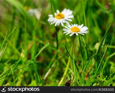 First signs of spring. Closeup of white daisies flowers in green grass. Nature.