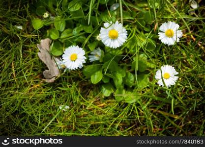 First signs of spring. Closeup of white daisies flowers in green grass. Nature.