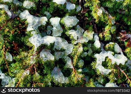 First snow fall on mountain pines in autumn