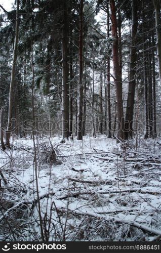 First snow in forest