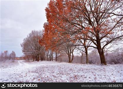 First snow in the autumn park. Fall colors on the trees. Belarus autumn Landscape