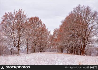 First snow in the autumn park. Fall colors on the trees. Belarus autumn Landscape