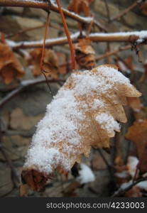 First snow on the branch and leaves