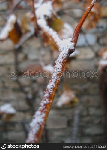 First snow on the branch and leaves