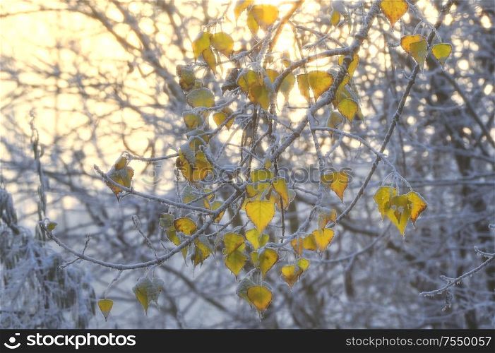 First Snow On Yellow Leaves In Sunrise