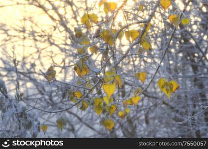 First Snow On Yellow Leaves In Sunrise